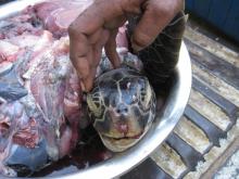A dead hawksbill turtle sold for meat
