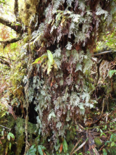 Mossy trunks - a common feature of the high altitude cloud forest