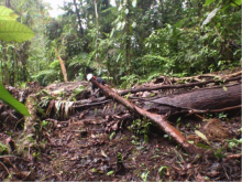 Fallen trees need to be removed from the walking trails in the Protected Area